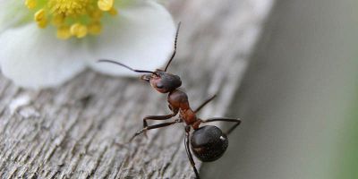 formiche giganti in casa
