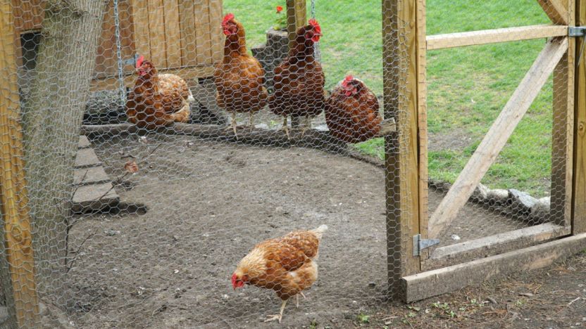 Rete per pollaio: come scegliere il modello più adatto