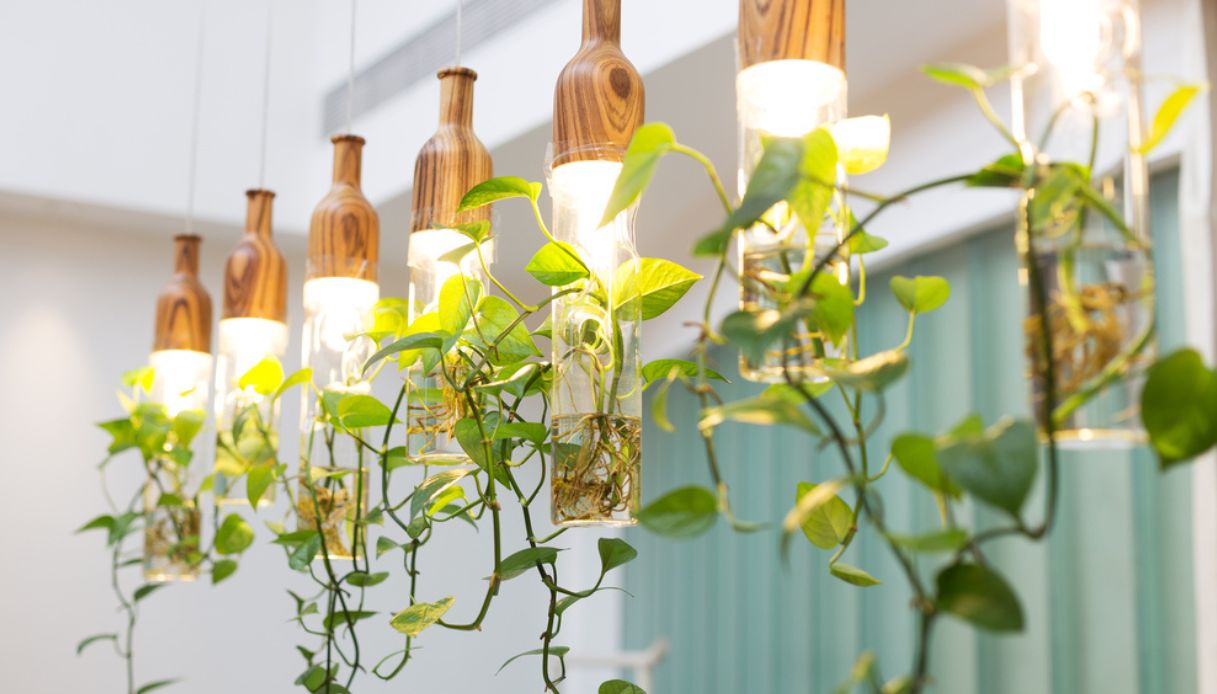 lampade per piante