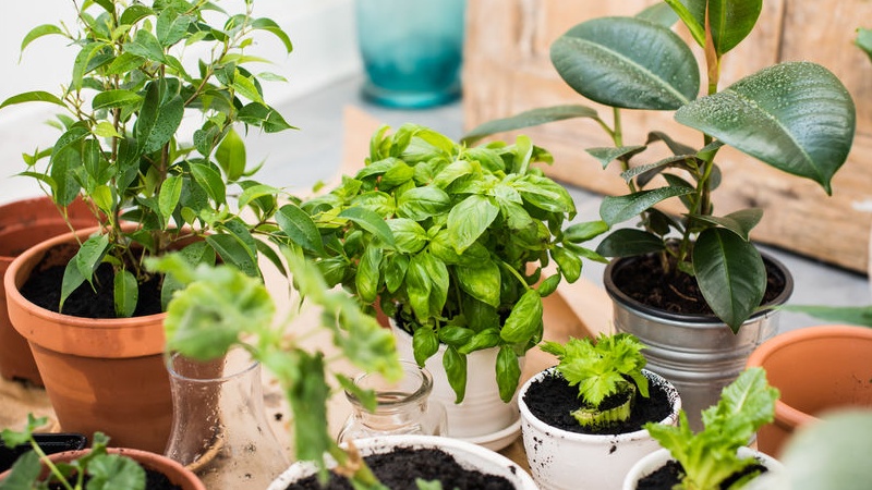 Orto Sul Balcone Cosa Piantare Mese Per Mese