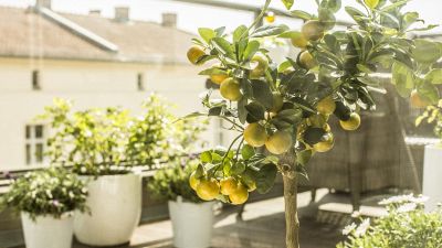 alberi da balcone