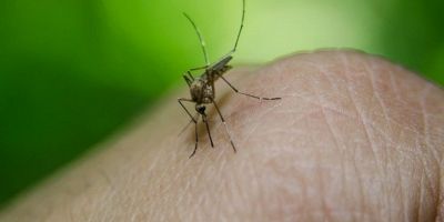 disinfestazione da mosche e zanzare