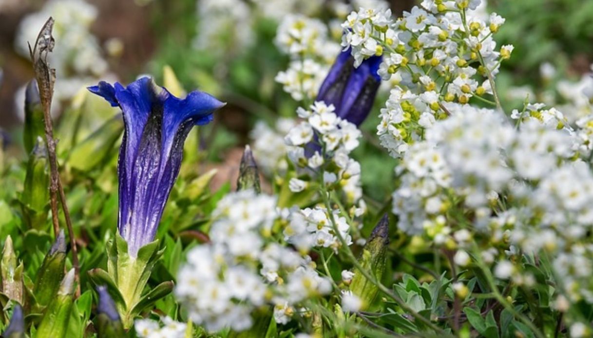 Fiori estivi per adornare la casa