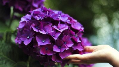 Curare le ortensie in casa