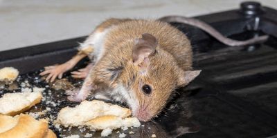 Come eliminare i ratti in casa: metodi e consigli