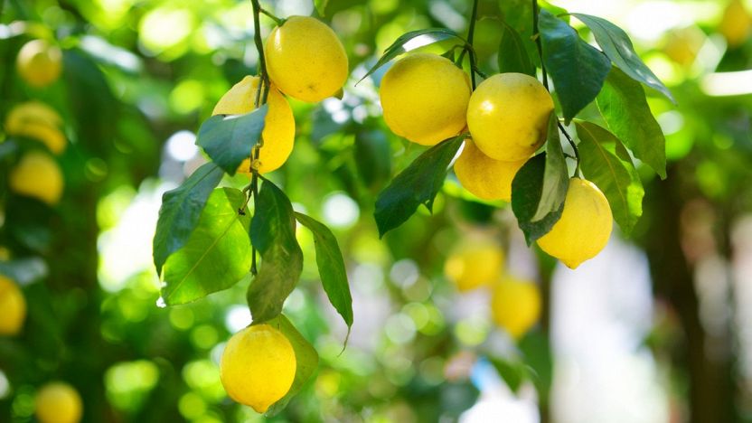 Quando potare la pianta di limone?