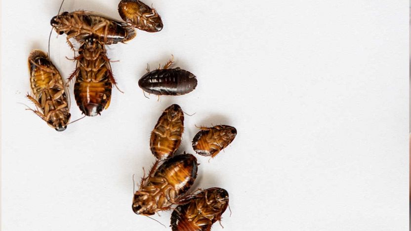 Come eliminare gli scarafaggi dagli scarichi