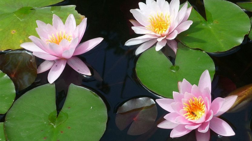 piante acquatiche