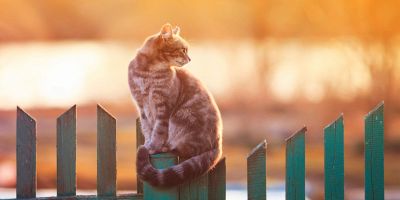 Recinti da giardino per il gatto