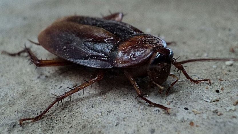 Da dove arrivano gli scarafaggi in casa: principali cause