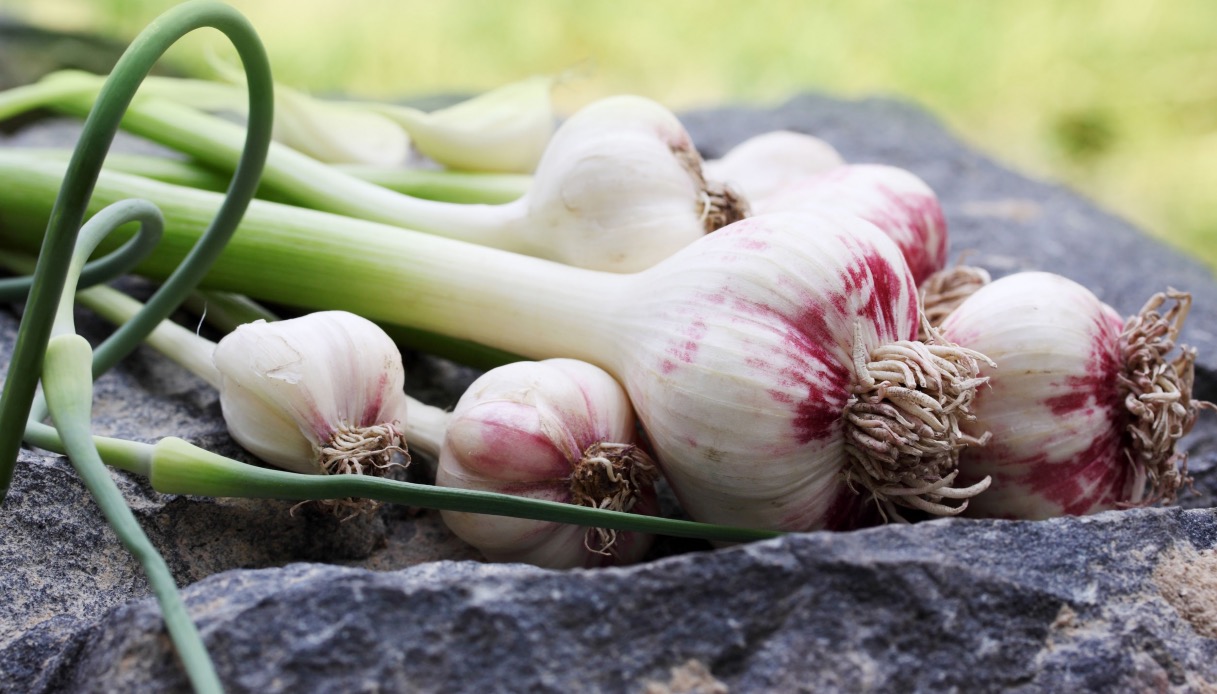 Inconsistente Meseta Surtido Coltivare aglio: consigli per vasi e orti