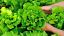 Consigli per coltivare l'insalata