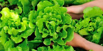 Consigli per coltivare l'insalata