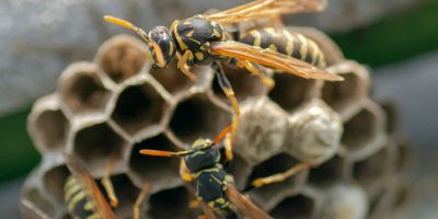 come eliminare nidi di vespe