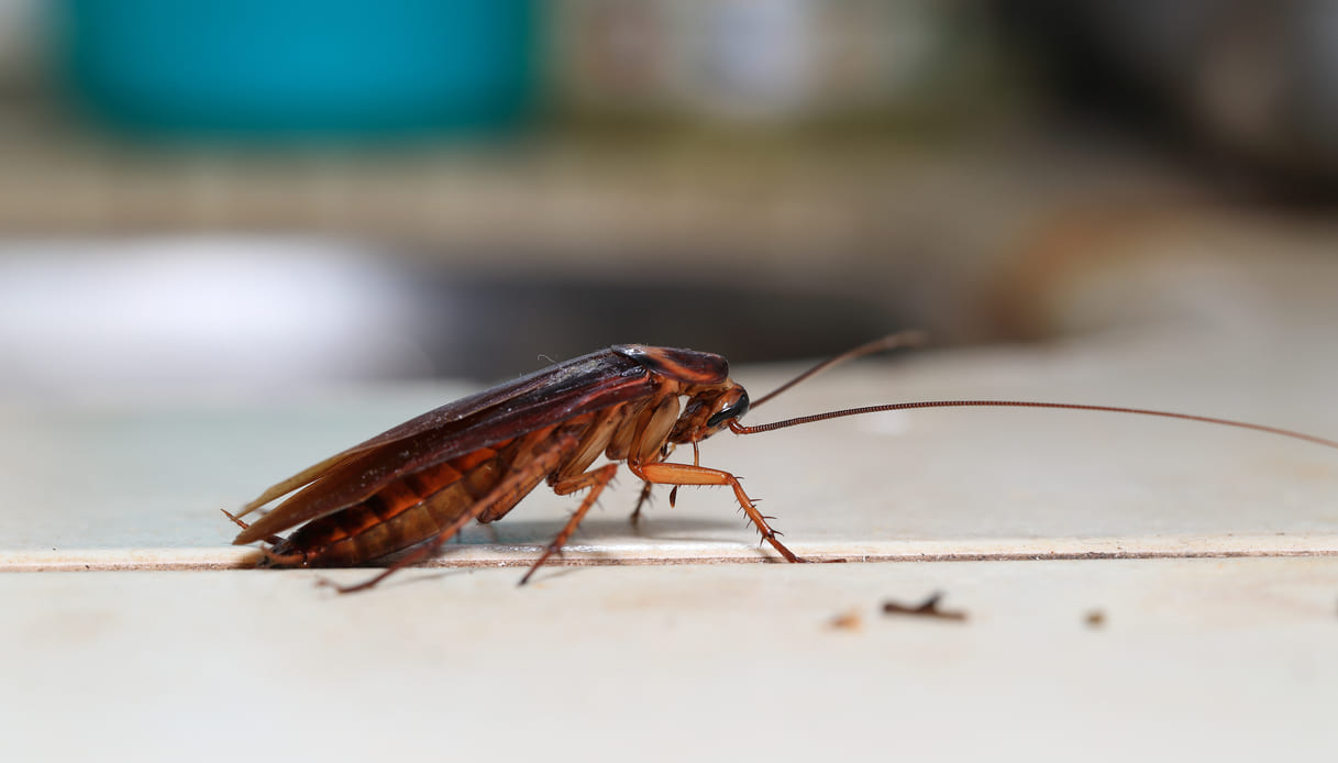 Disinfestazione scarafaggi: qual è il periodo migliore?