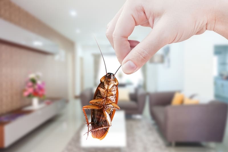 scarafaggi piccoli in casa