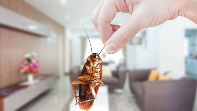 scarafaggi piccoli in casa