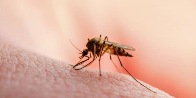 rimedi contro le zanzare