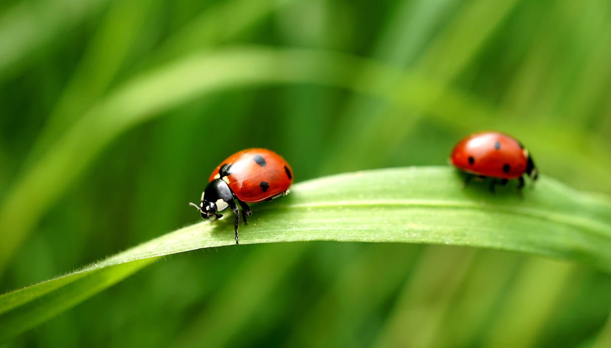 Disinfestazione coccinelle quando vanno eliminate