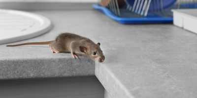 come capire se ci sono topi in casa