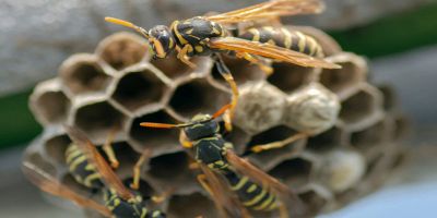 come eliminare le vespe dal condizionatore
