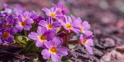 fiori primaverili da giardino