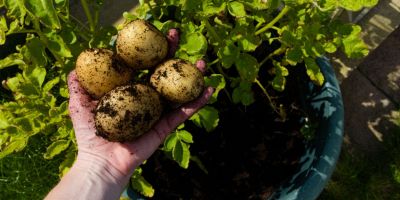 coltivare le patate in casa