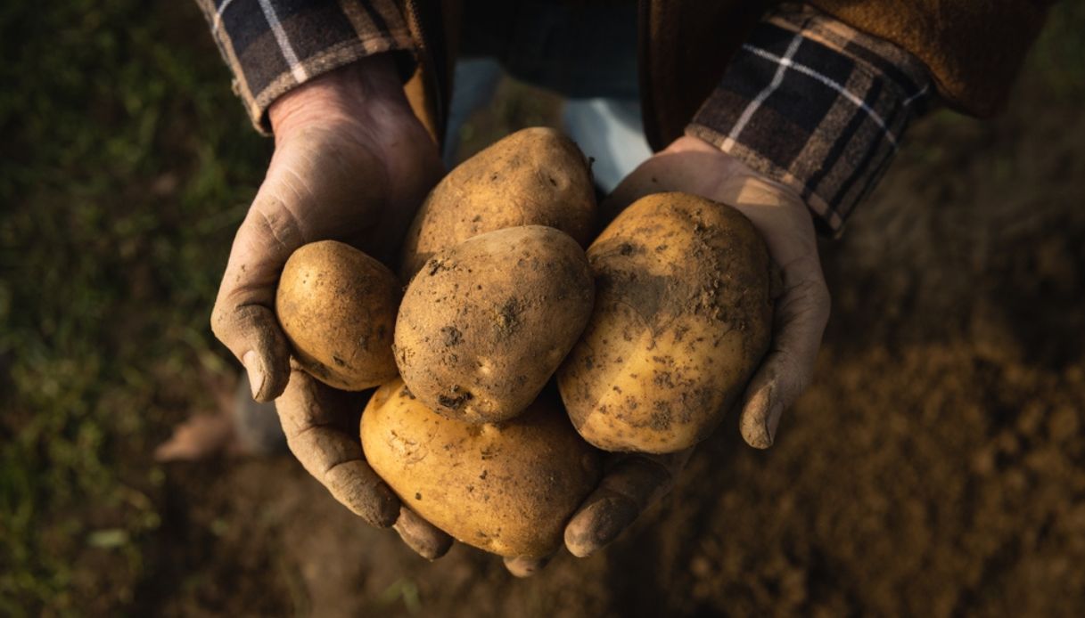 coltivare le patate in casa
