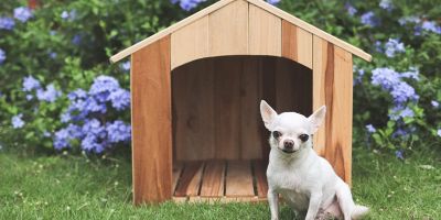 Cuccia per cani in legno da esterno: modelli e prezzi