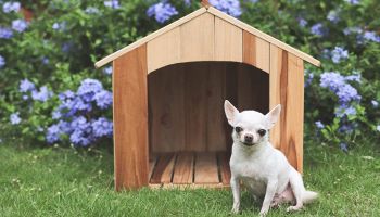 cuccia per cani in legno