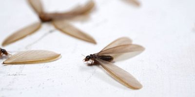 formiche volanti