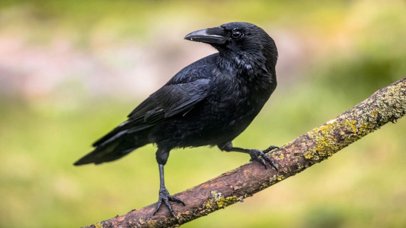 Come allontanare i corvi dal giardino?