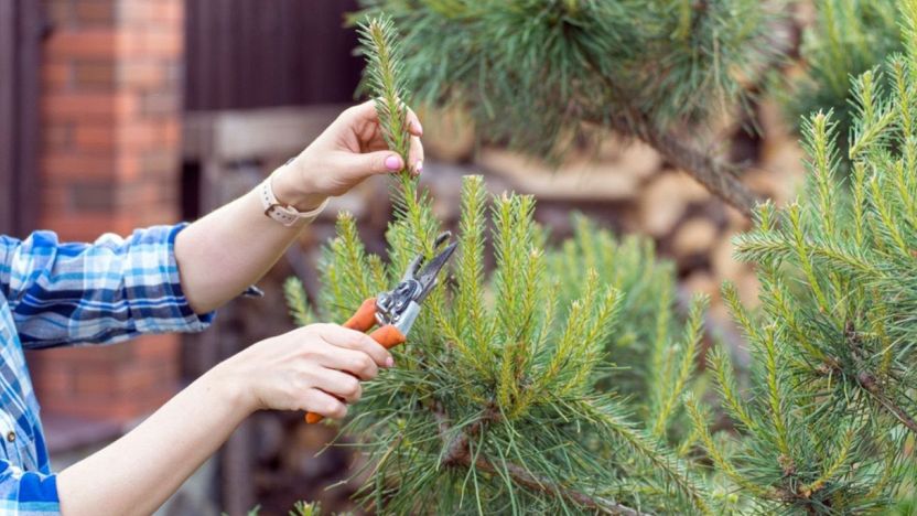 Come potare un abete troppo alto: prezzi e consigli