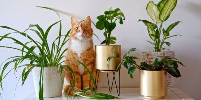 piante rischiose per gatti
