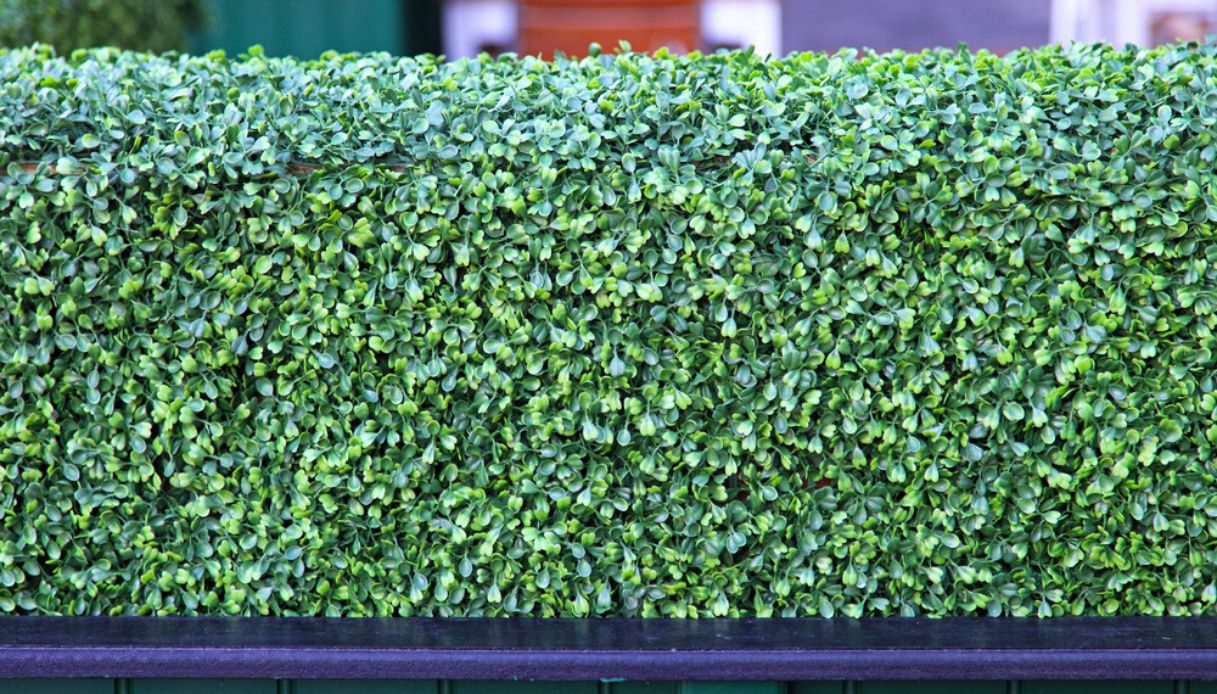 Come coprire una rete di recinzione e abbellire il giardino