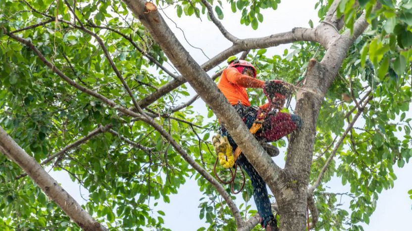 Cunei per abbattimento: Attrezzi per la caduta degli alberi