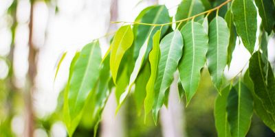 Coltivazione eucalipto: perché