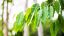 Coltivazione eucalipto: perché