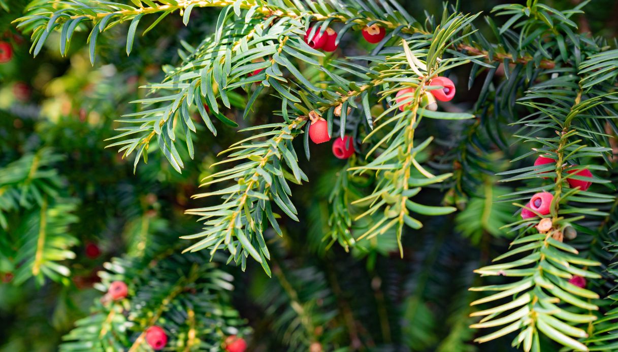 Albero di tasso