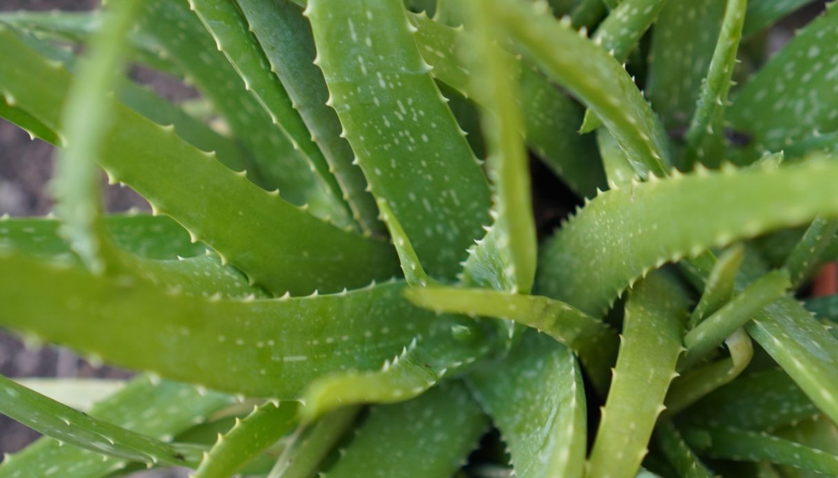 aloe vera