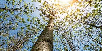 Legno di paulownia