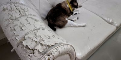 rimedi per la pelle del divano screpolata