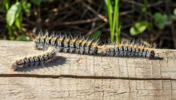 processionaria che cammina su un ramo, insetto molto pericoloso per uomini e cani