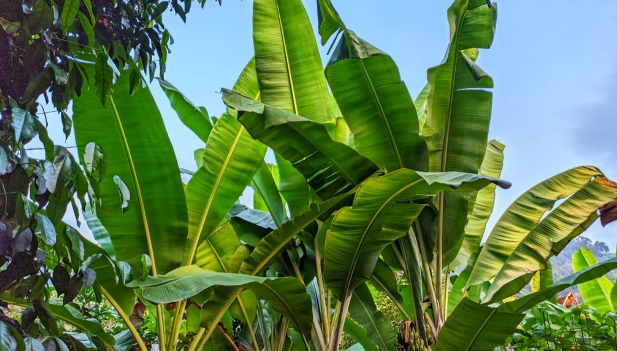 albero di banano