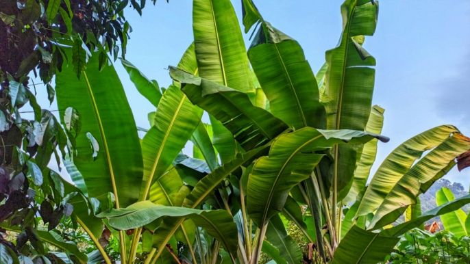 albero di banano
