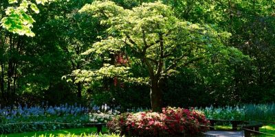 albero fa ombra in giardino