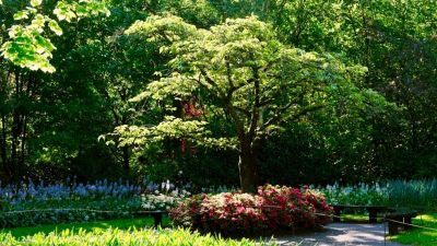 albero fa ombra in giardino