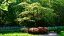 albero fa ombra in giardino