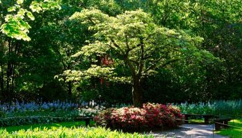 albero fa ombra in giardino