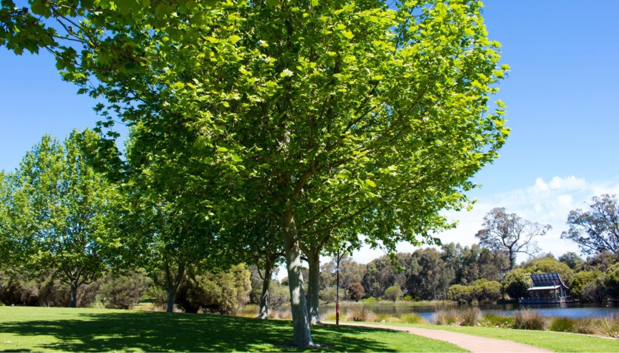 Albero di platano